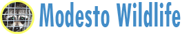Modesto Wildlife